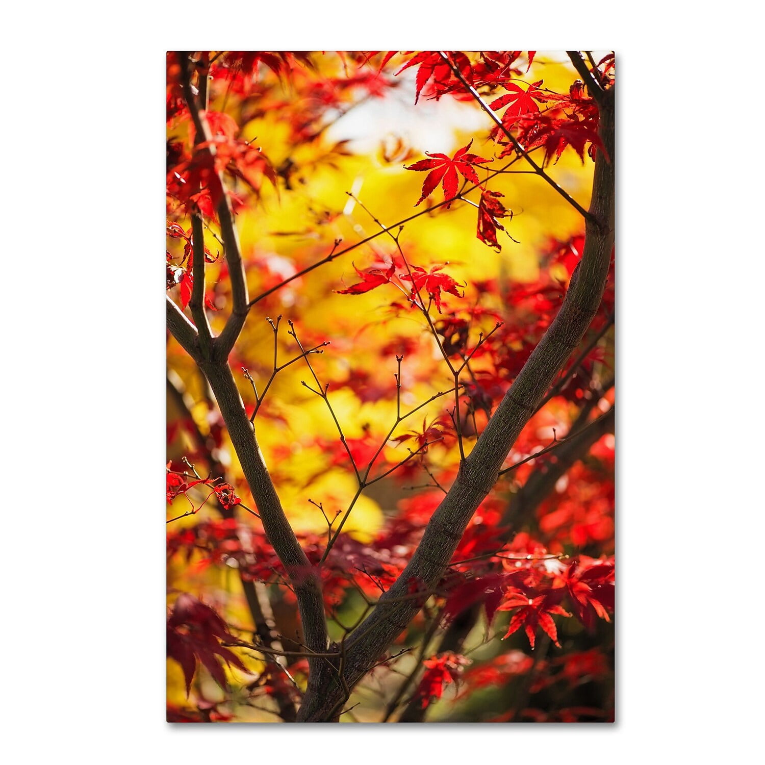 Trademark Fine Art "Morning Jive" Canvas Art by Philippe Sainte-Laudy