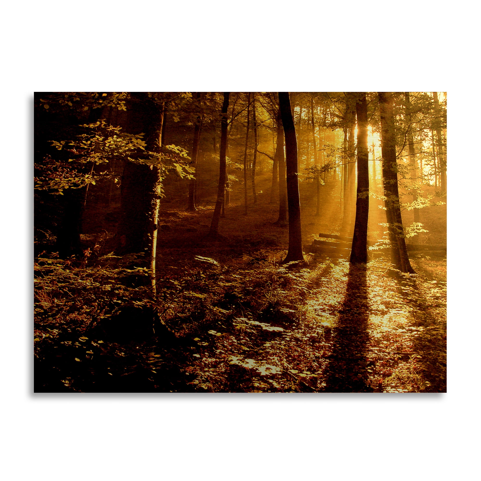 Trademark Fine Art 'Morning Light' Brushed Aluminum Wall Art Art by Philippe Sainte-Laudy