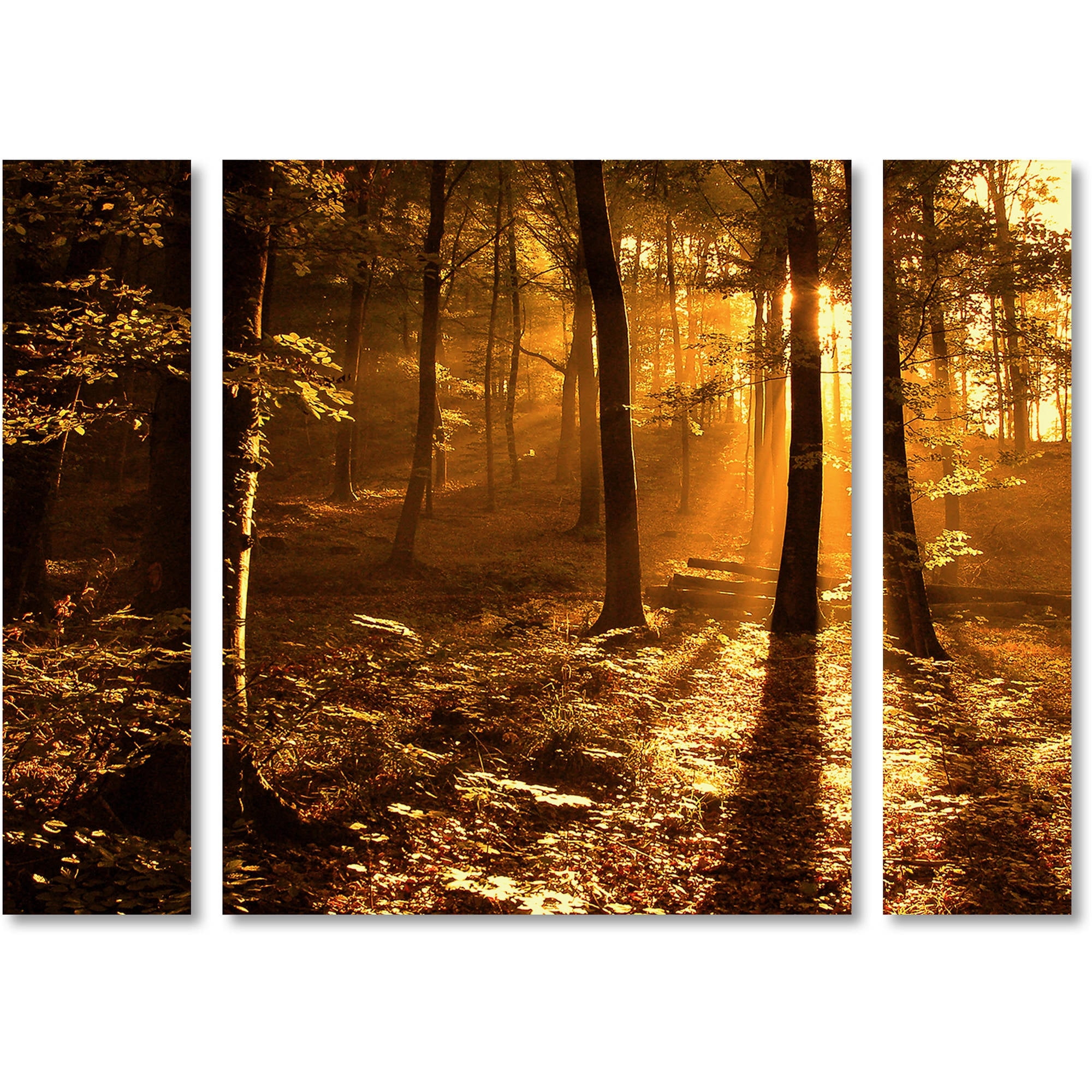 Trademark Fine Art "Morning Light" Canvas Art by Philippe Sainte-Laudy Three Panel Set