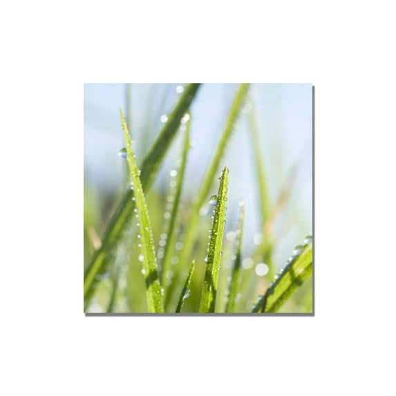 Trademark Fine Art "Morning Melody" Canvas Art by Beata Czyzowska