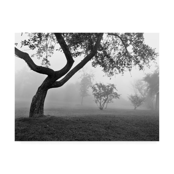 Trademark Fine Art 'Morning Mist Farmington Hills Michigan' Canvas Art by Monte Nagler