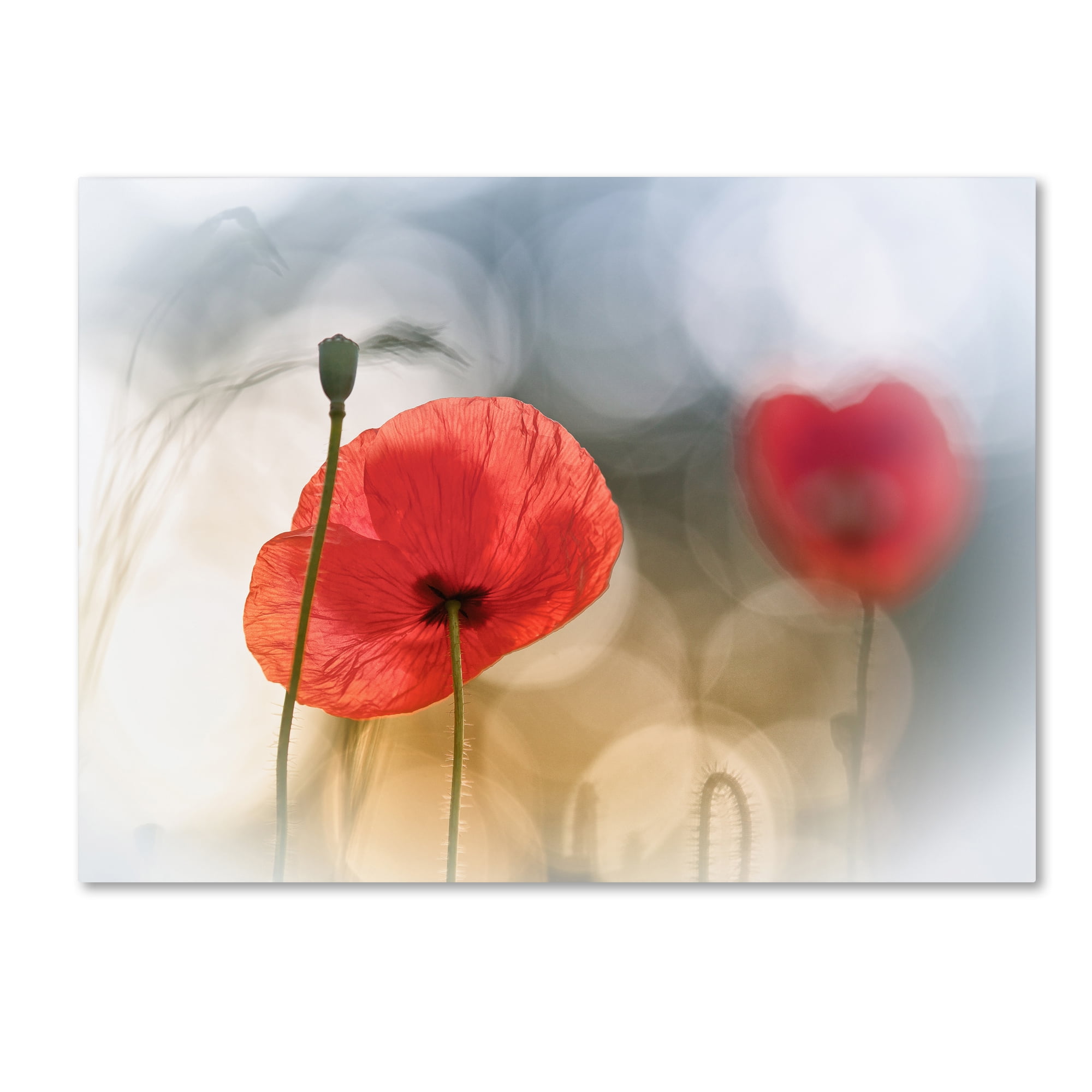 Morning Poppies Red Floral Canvas Art with Wooden Frame