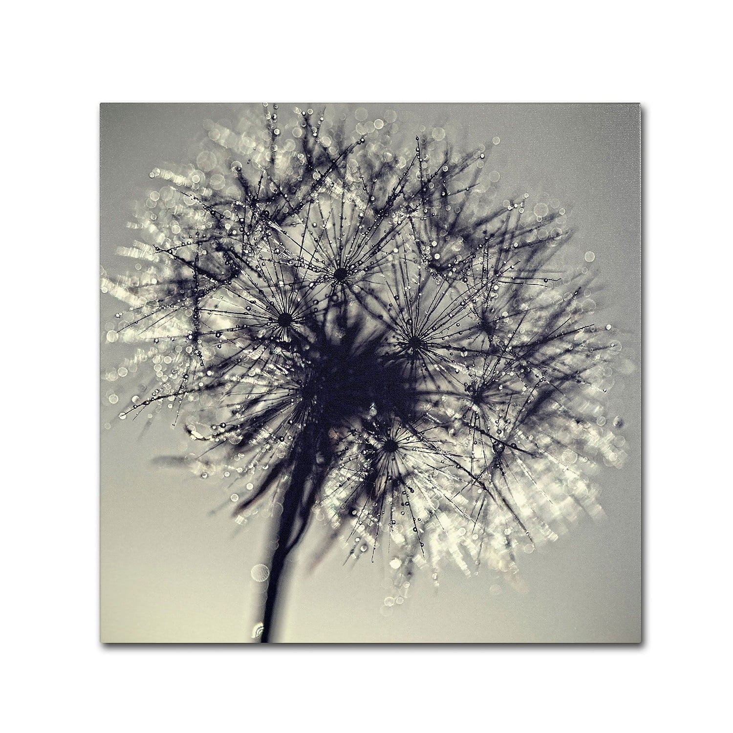 Trademark Fine Art "Morning Sparkles" Canvas Art by Beata Czyzowska Young