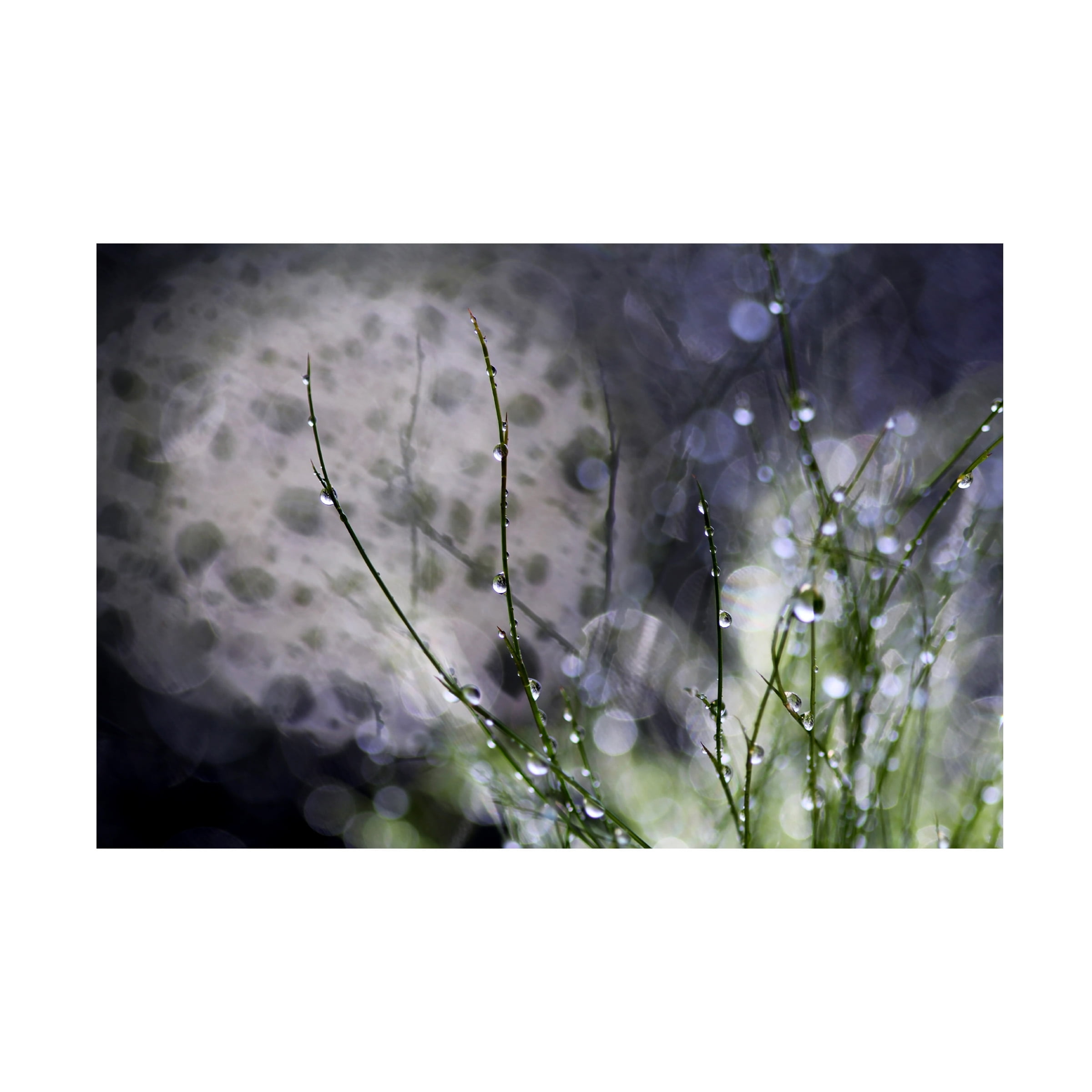 Trademark Fine Art "Morning Tale" Canvas Art by Beata Czyzowska Young