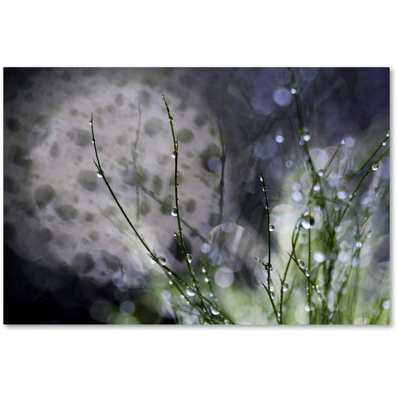 Trademark Fine Art "Morning Tale" Canvas Art by Beata Czyzowska Young