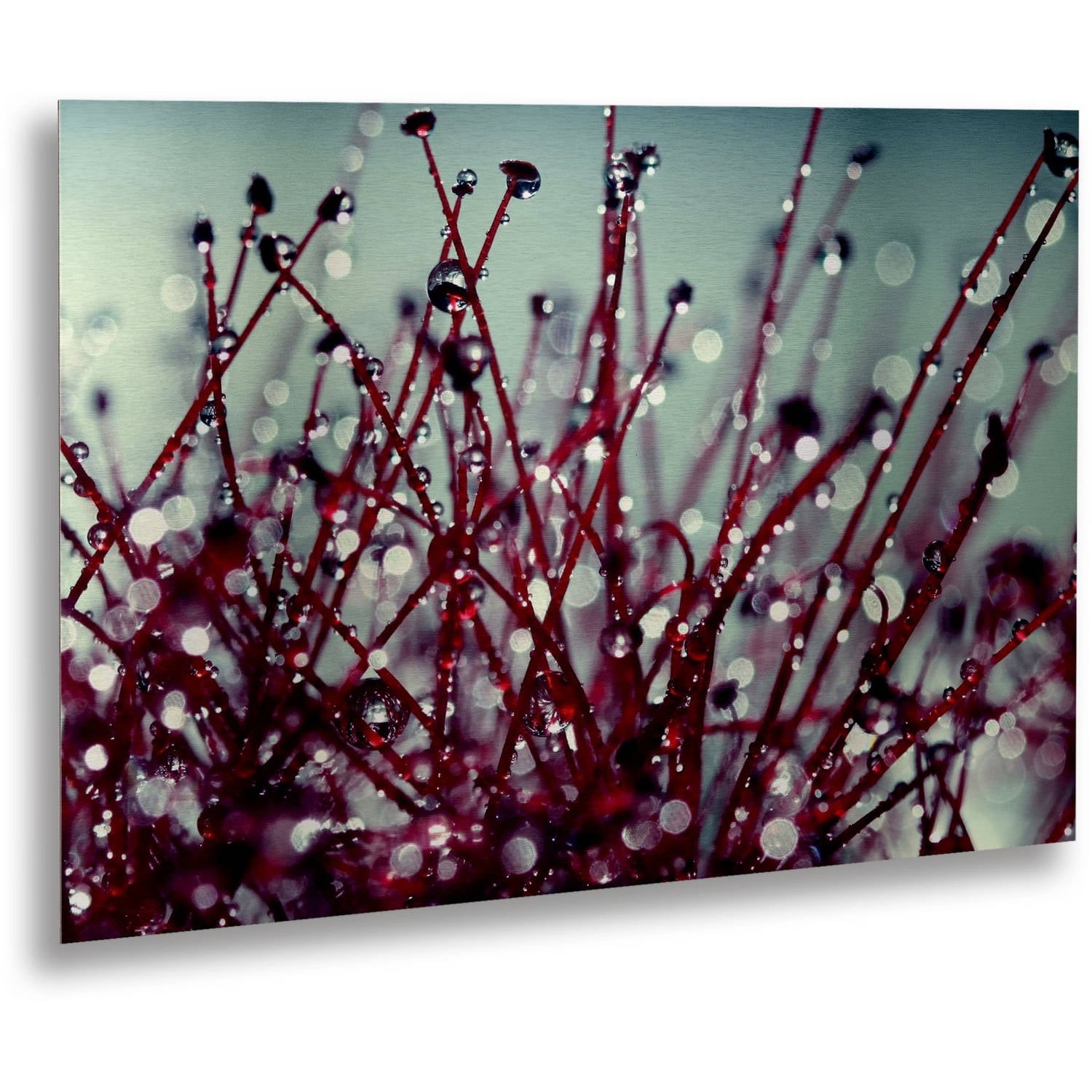 Trademark Fine Art "Morning Tunes" Brushed Aluminum Wall Art Art by Beata Czyzowska Young 16" x 22"
