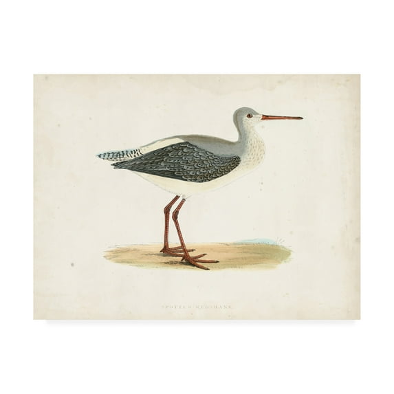 Trademark Fine Art 'Morris Sandpiper I' Canvas Art by Morris