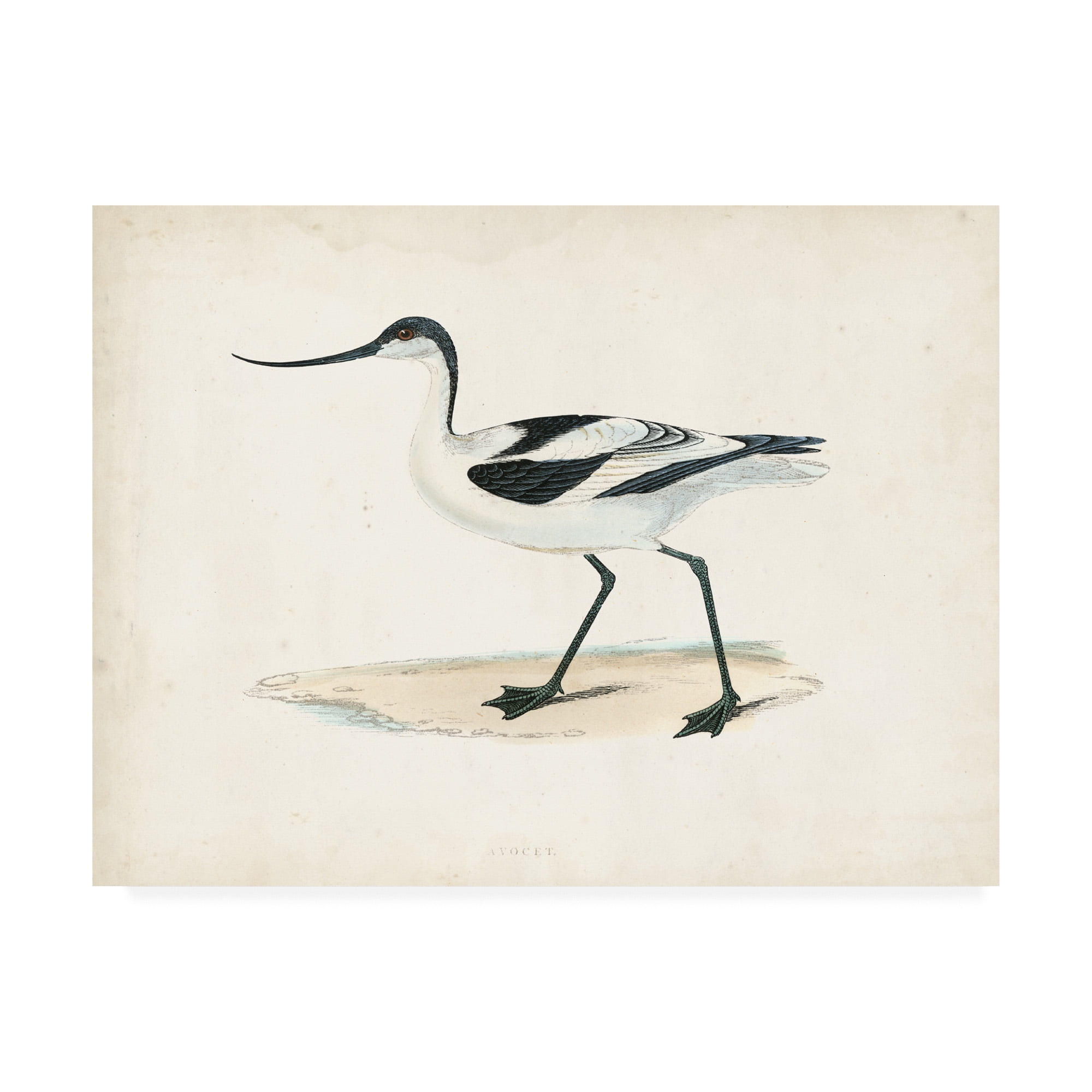 Morris Sandpiper IV Beige and White Canvas Art