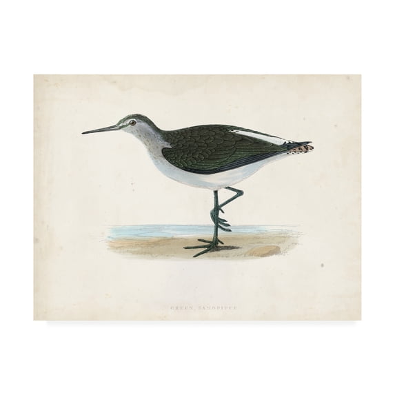 Trademark Fine Art 'Morris Sandpiper VI' Canvas Art by Morris