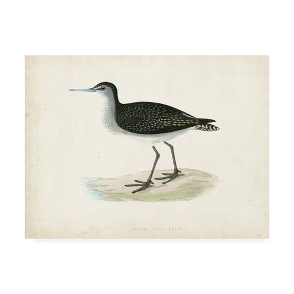 Trademark Fine Art 'Morris Sandpiper VIII' Canvas Art by Morris