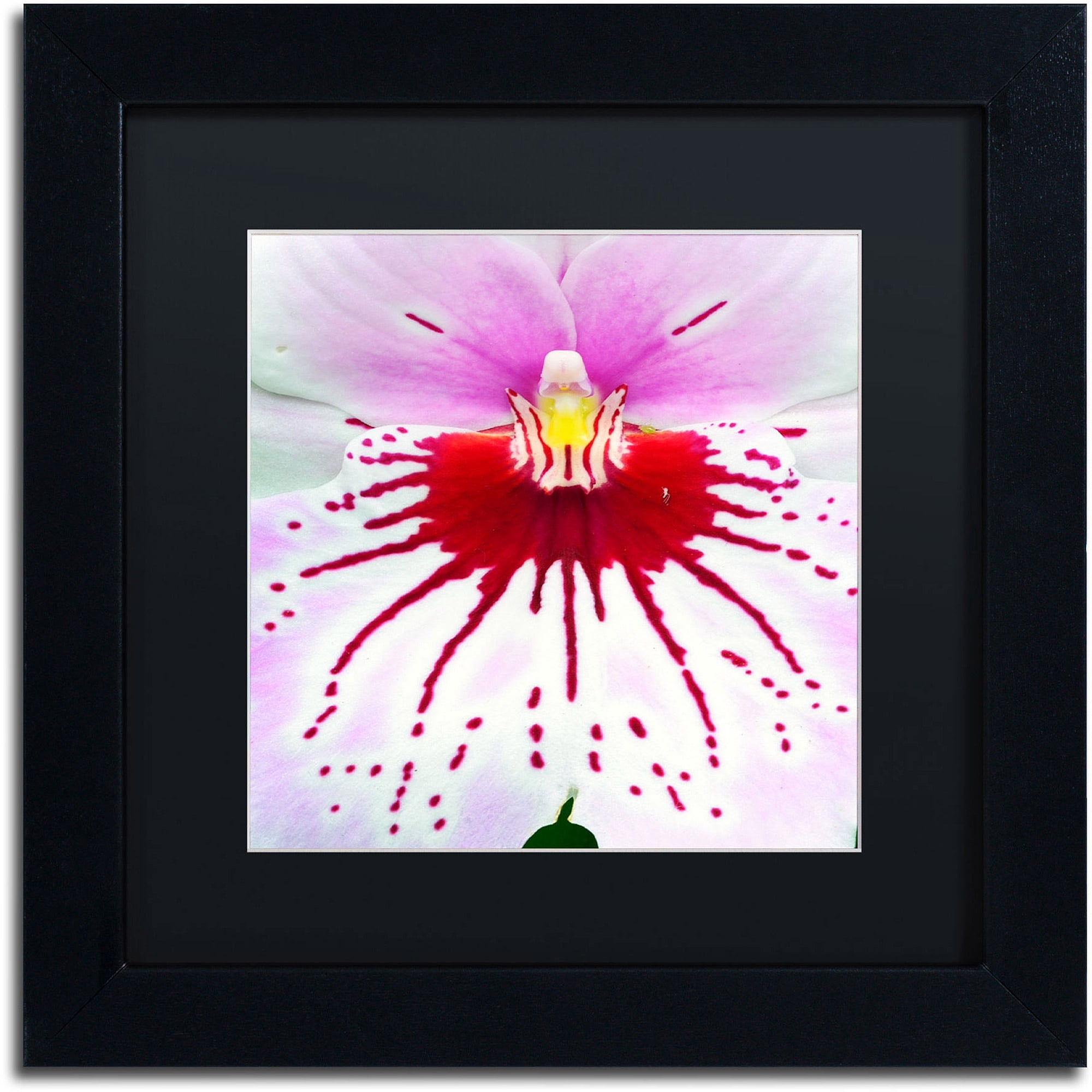 Trademark Fine Art "Mother Natures Imagination Orchid" Canvas Art by Kurt Shaffer, Black Matte, Black Frame