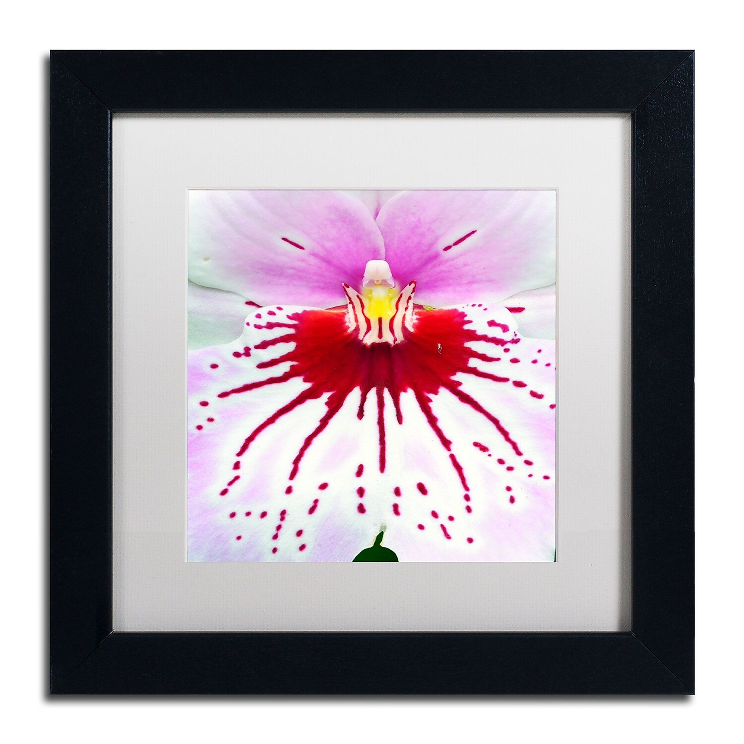 Trademark Fine Art "Mother Natures Imagination Orchid" Canvas Art by Kurt Shaffer, White Matte, Black Frame
