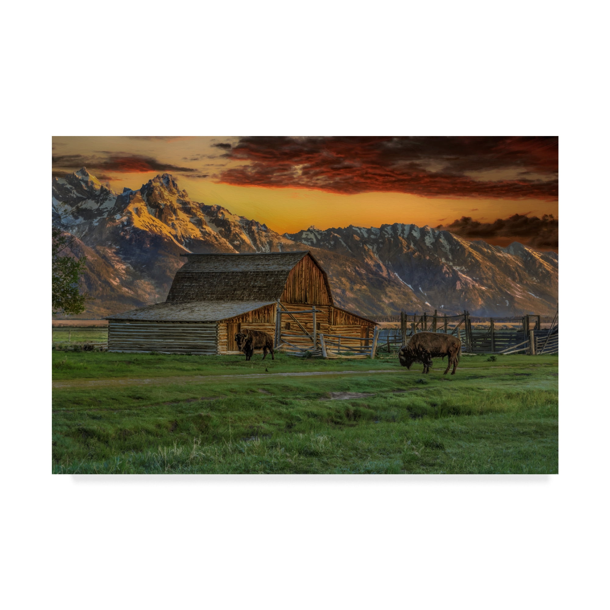 Trademark Fine Art 'Moulton Barn At Sunrise With Bison' Canvas Art by Galloimages Online