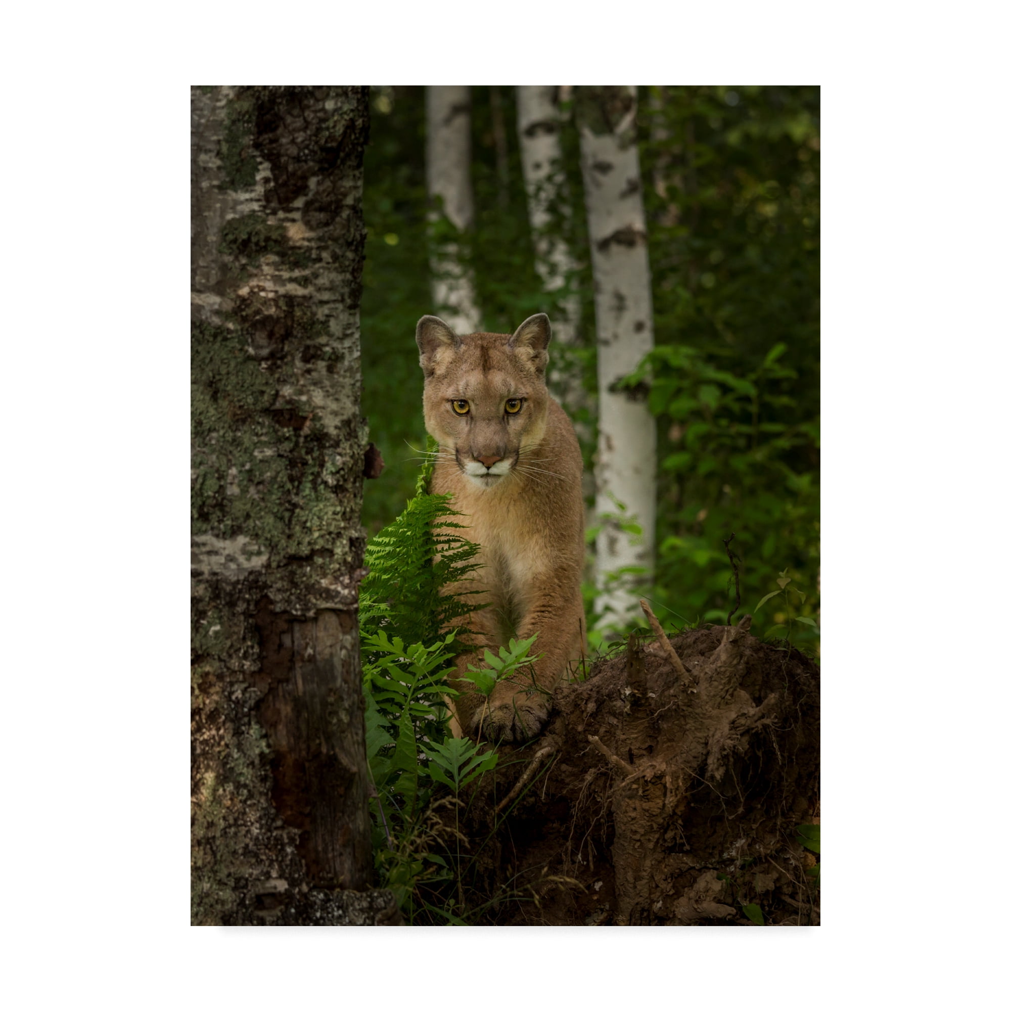 Trademark Fine Art 'Mountain Lion Forest Pose' Canvas Art by Galloimages Online