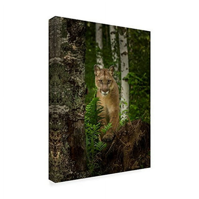 Trademark Fine Art 'Mountain Lion Forest Pose' Canvas Art by Galloimages Online