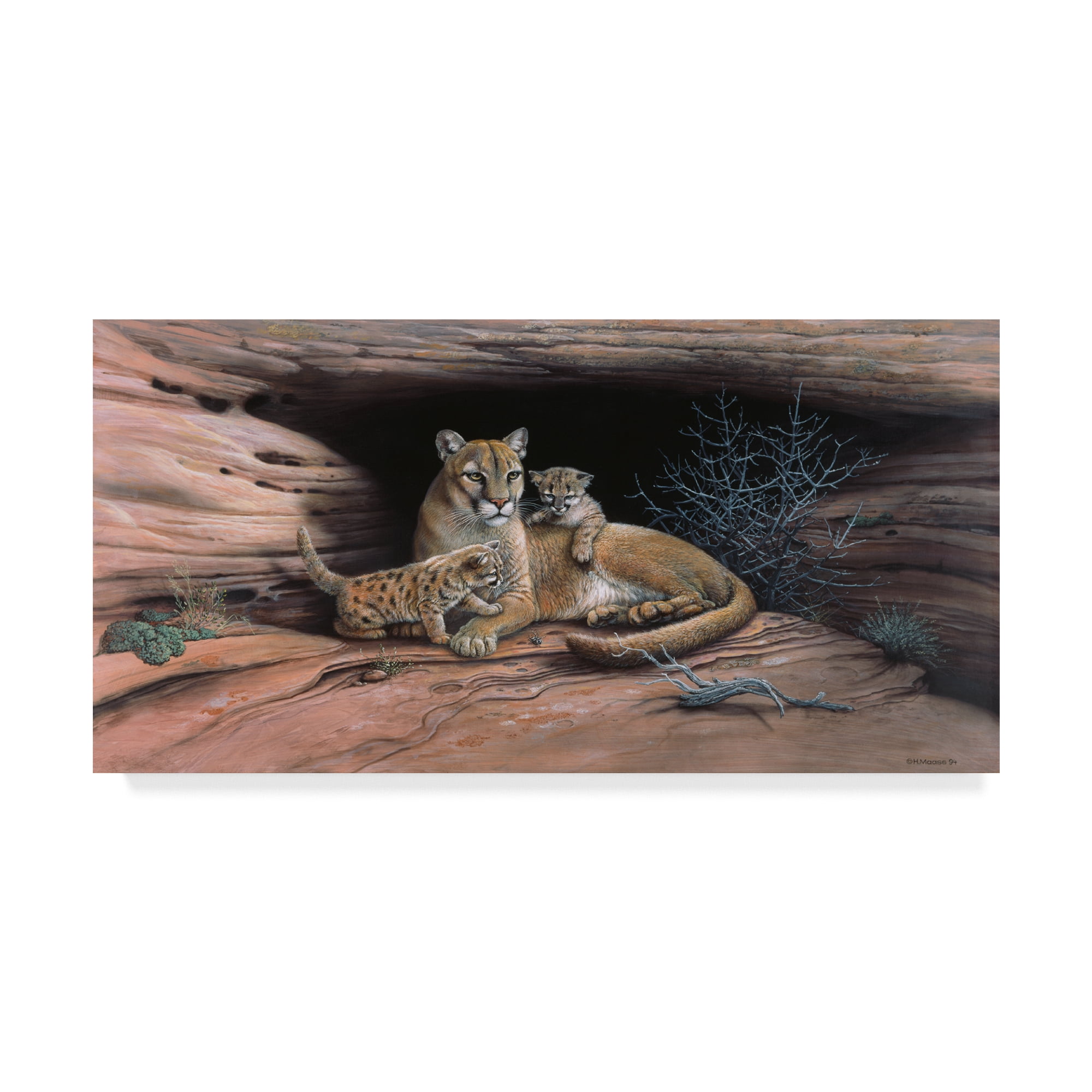 Mountain Lions Gallery-Wrapped Canvas Art by Harro Maass