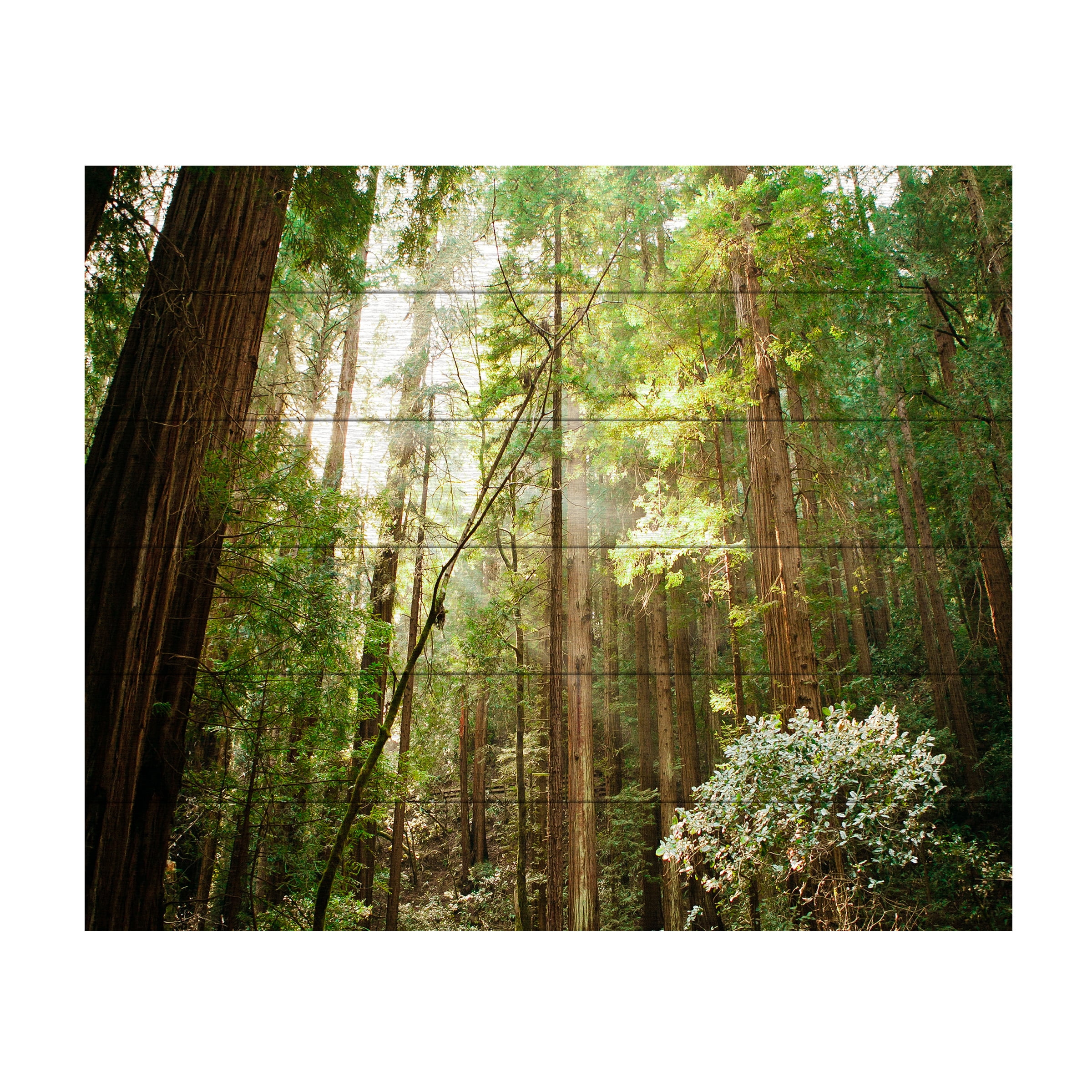 Trademark Fine Art 'Muir Woods' Wooden Wall Art Art by Ariane Moshayedi