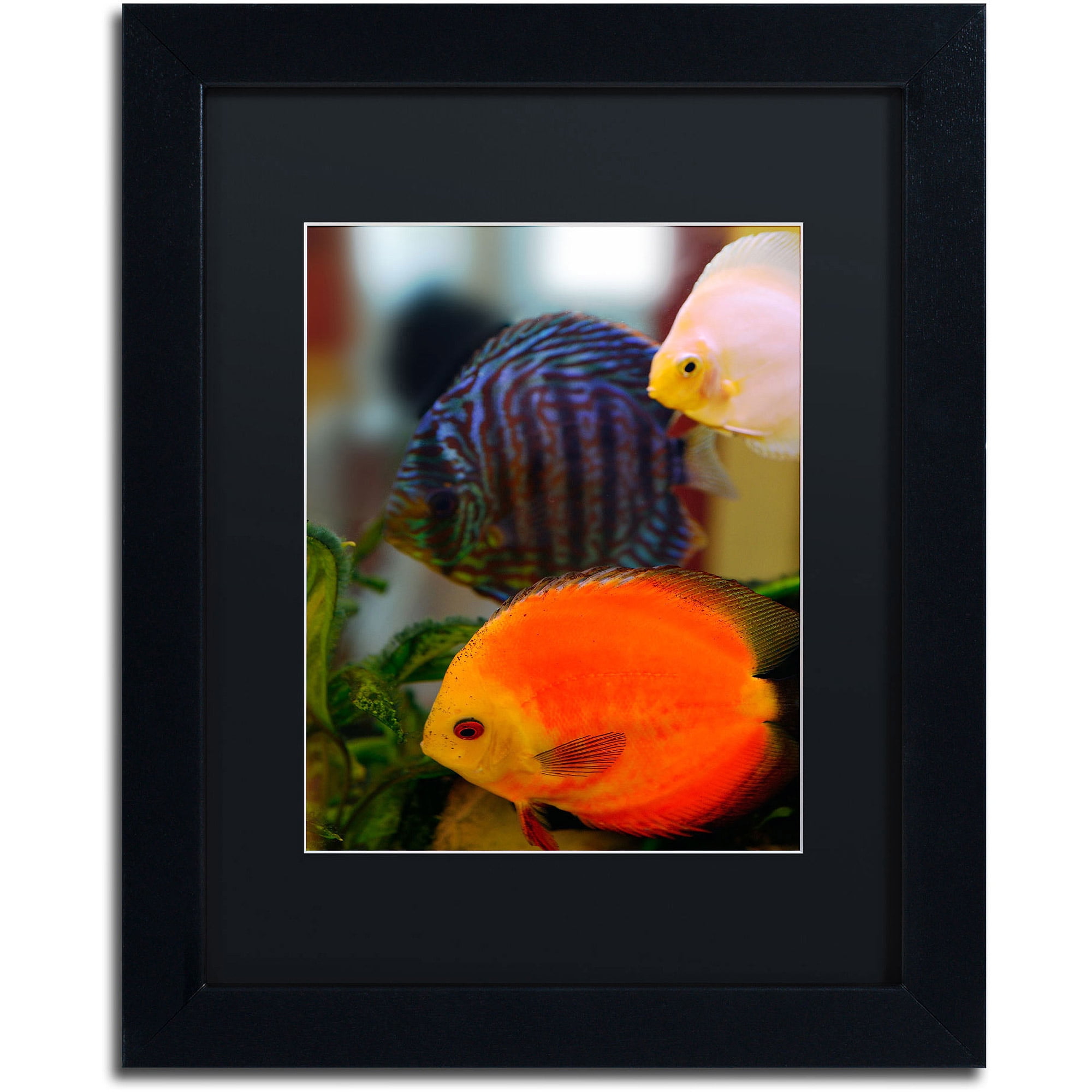 Trademark Fine Art "Multi-colored Discus" Canvas Art by Kurt Shaffer, Black Matte, Black Frame