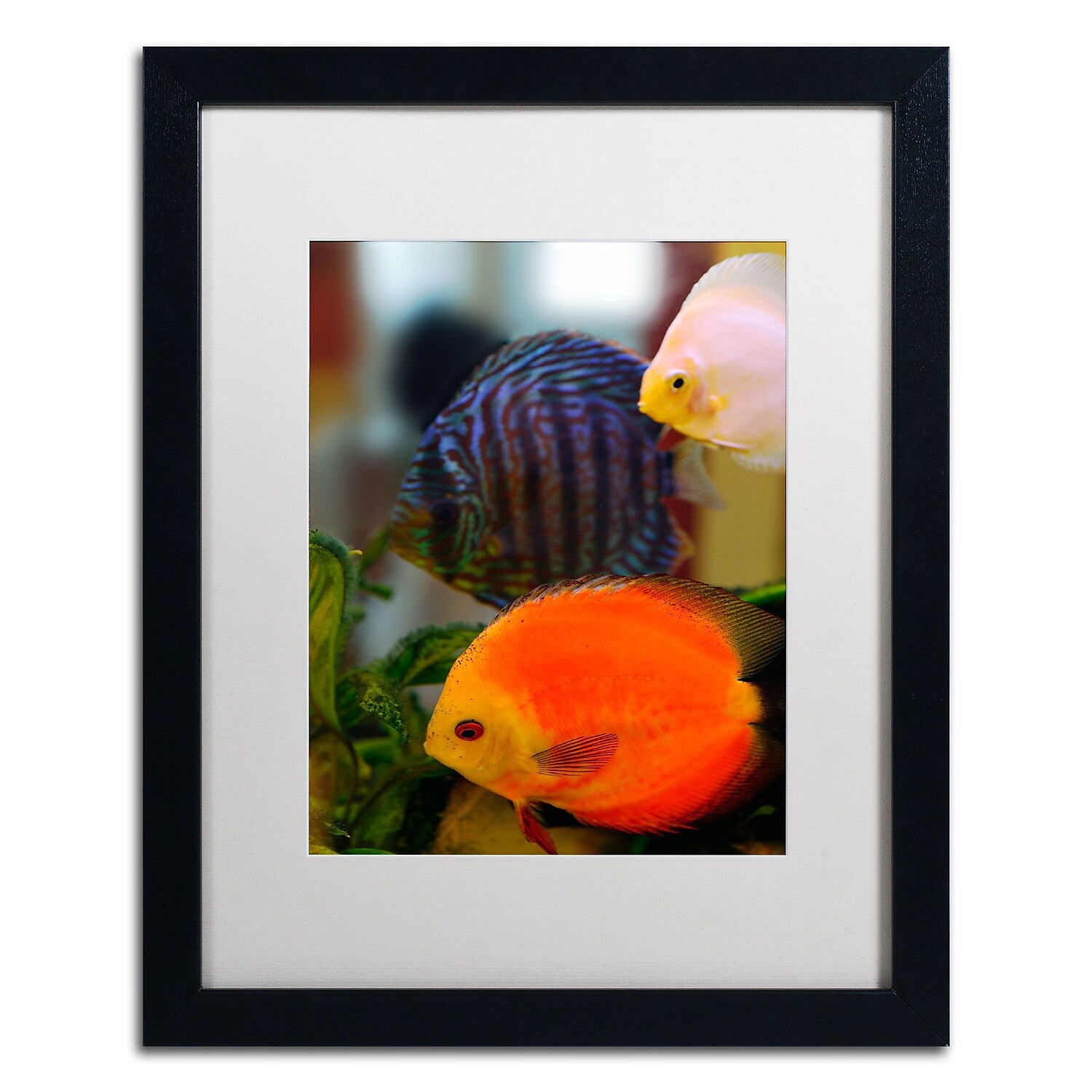 Trademark Fine Art "Multi-colored Discus" Canvas Art by Kurt Shaffer, White Matte, Black Frame
