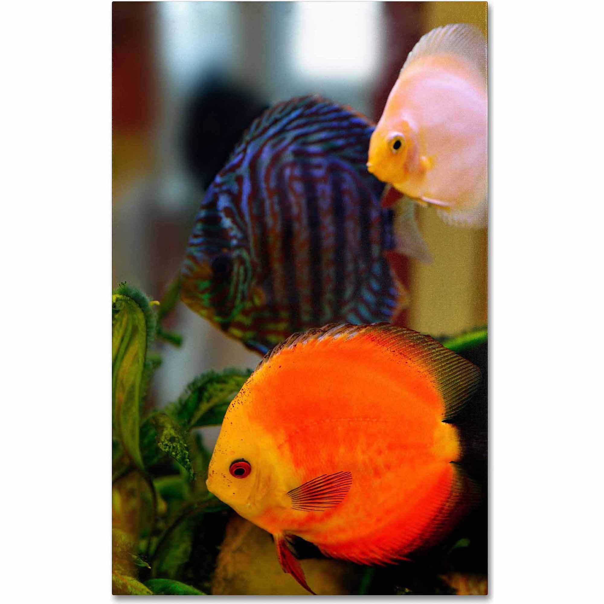 Trademark Fine Art "Multi-colored Discus" Canvas Art by Kurt Shaffer