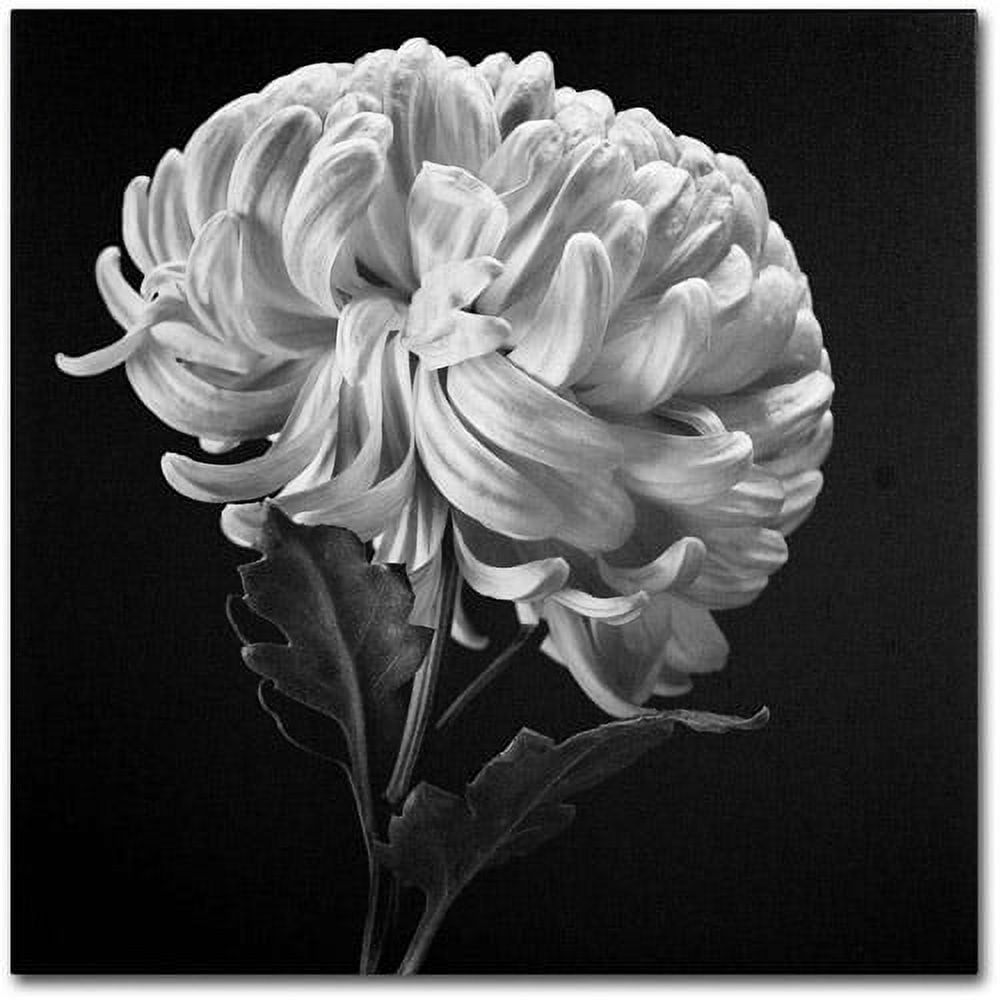 Michael Harrison Black and White Floral Canvas Art, 20" x 25"