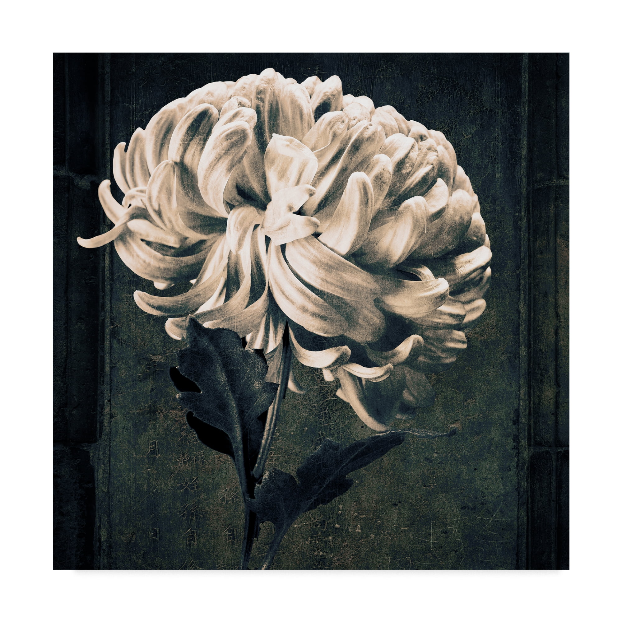 Trademark Fine Art 'Mum Texture' Canvas Art by Michael Harrison