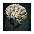 thumbnail image 1 of Trademark Fine Art 'Mum Texture' Canvas Art by Michael Harrison, 1 of 3