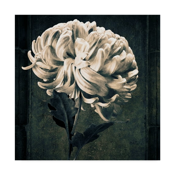 Trademark Fine Art 'Mum Texture' Canvas Art by Michael Harrison