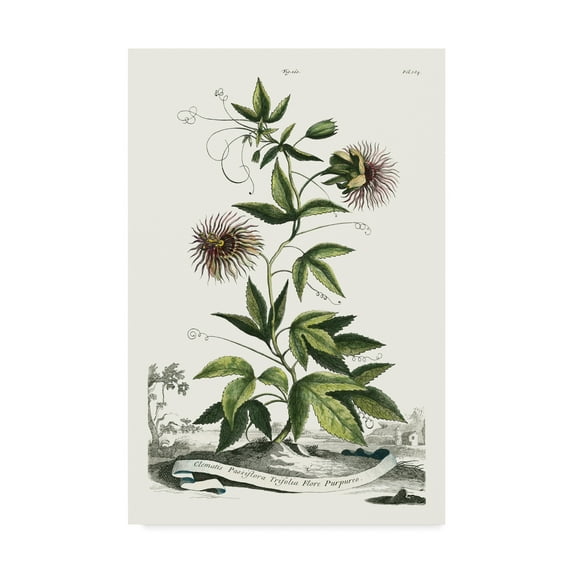 Trademark Fine Art 'Munting Garden Varieties II' Canvas Art by Abraham Munting
