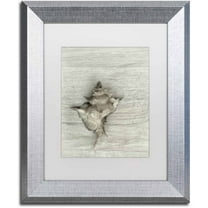 Trademark Fine Art 'Murex Shell' Canvas Art by Cora Niele, White Matte, Silver Frame