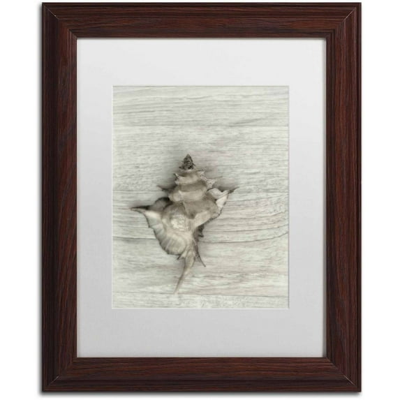 Trademark Fine Art 'Murex Shell' Canvas Art by Cora Niele, White Matte, Wood Frame