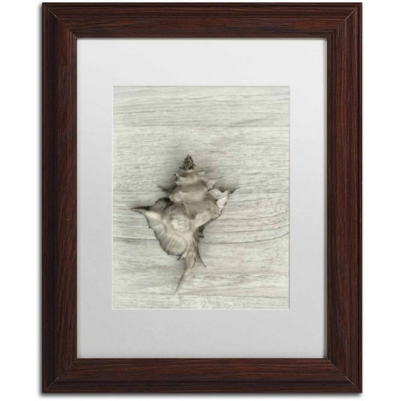 Trademark Fine Art 'Murex Shell' Canvas Art by Cora Niele, White Matte, Wood Frame