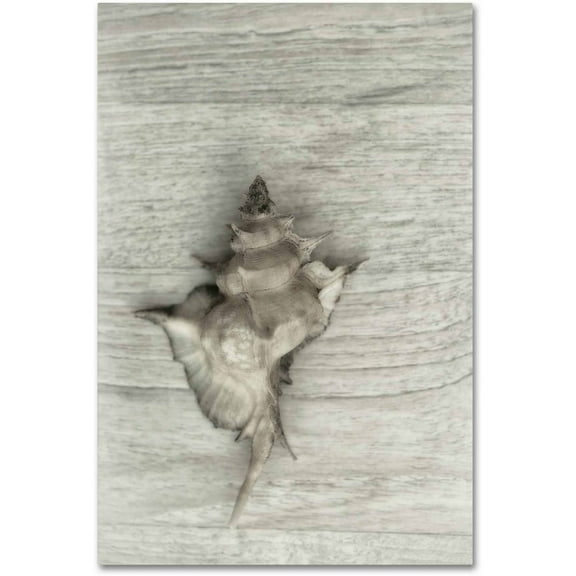 Trademark Fine Art 'Murex Shell' Canvas Art by Cora Niele
