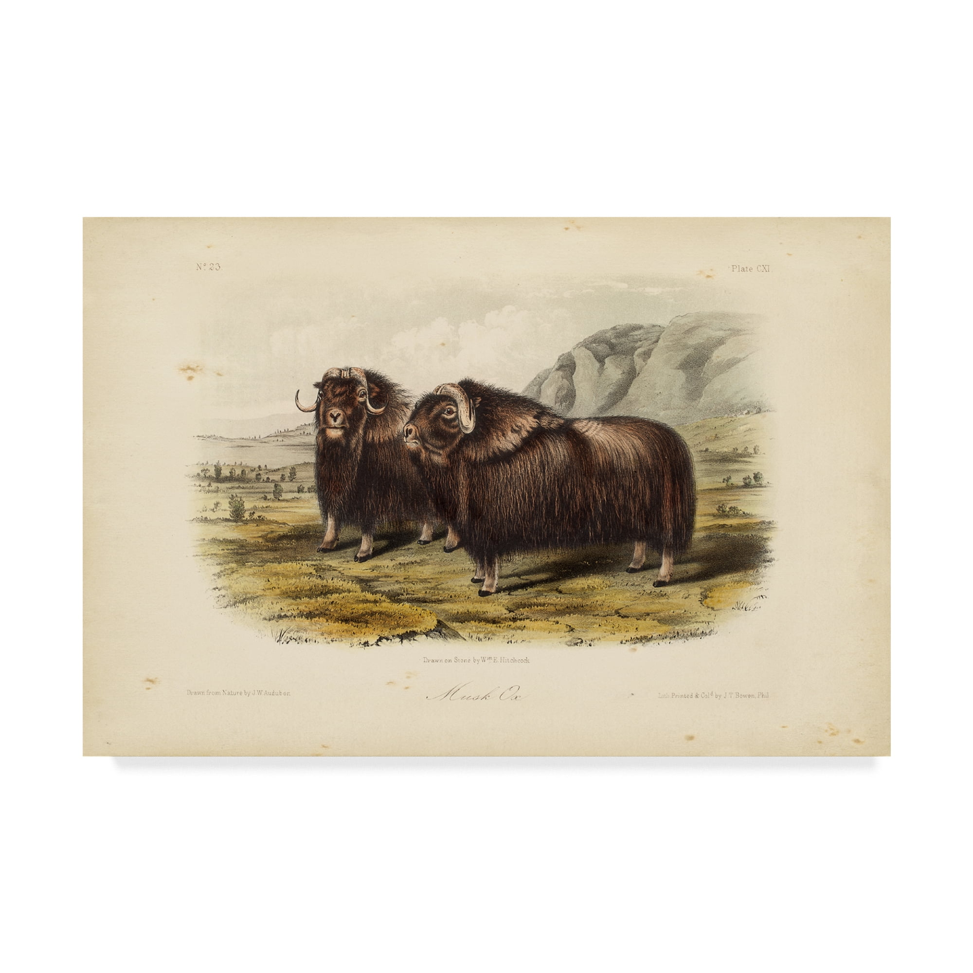 Trademark Fine Art 'Musk Ox' Canvas Art by John James Audubon