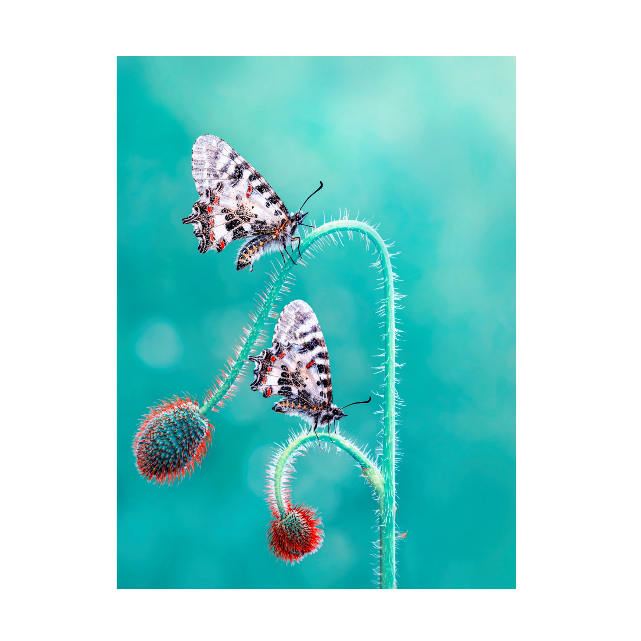 Trademark Fine Art Mustafa ozturk Friends Canvas Wall Art