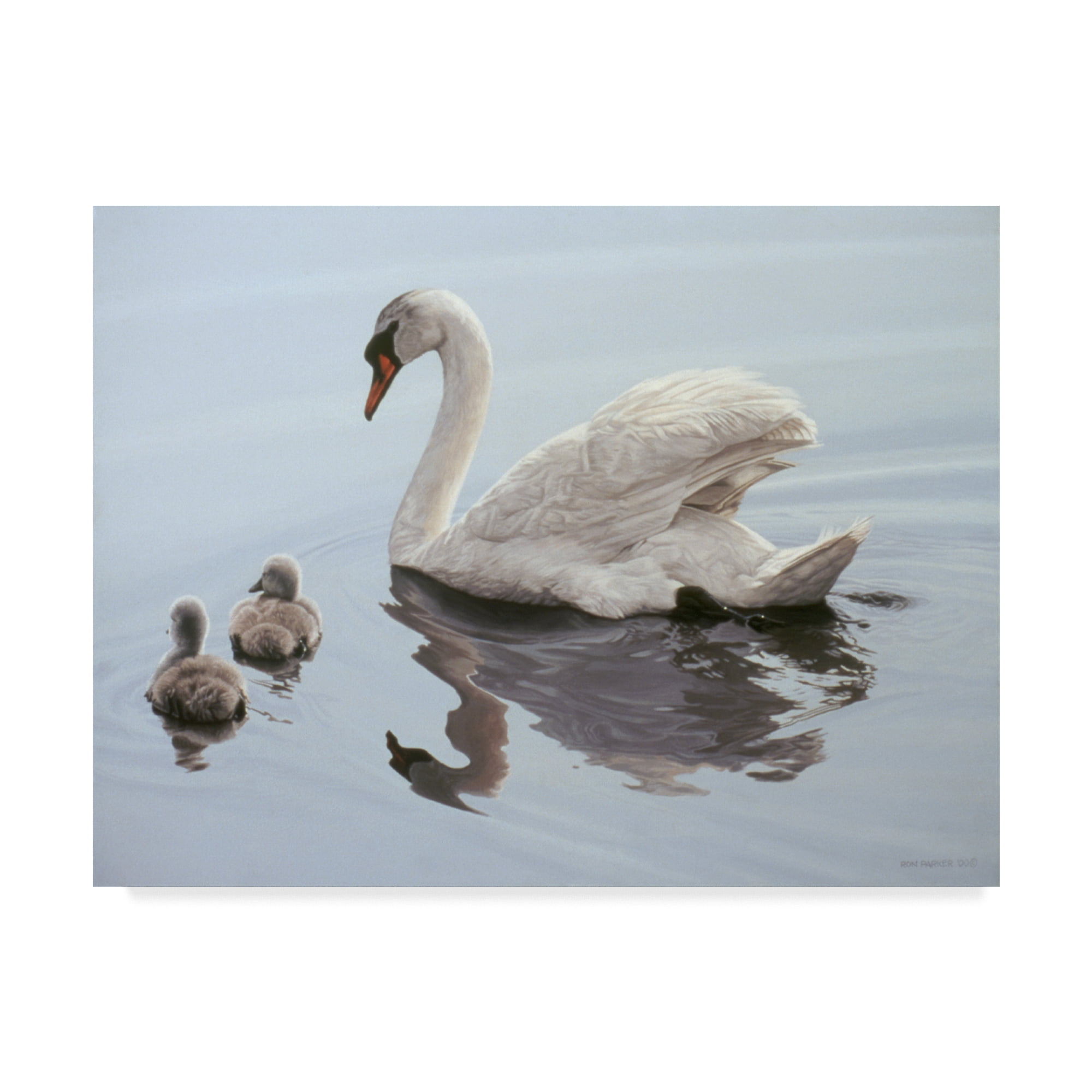 Trademark Fine Art 'Mute Swan And Two Cygnets' Canvas Art by Ron Parker