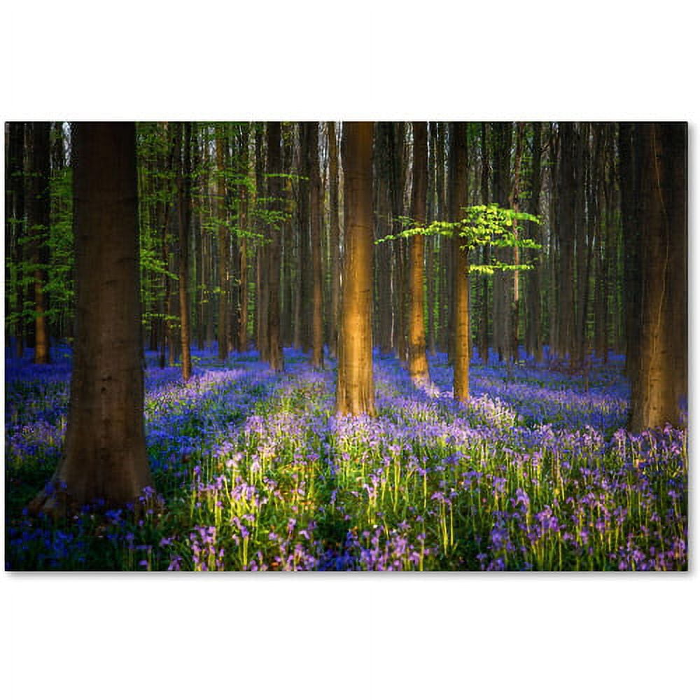 Mystical Forest Sunlit Trees Canvas Landscape Art