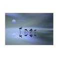 thumbnail image 1 of Trademark Fine Art Natalia Group Of Flamingos Canvas Wall Art, 1 of 4