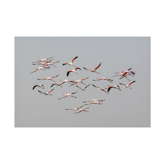 Trademark Fine Art Natalia Rublina Greater Flamingos In Flight Canvas Wall Art