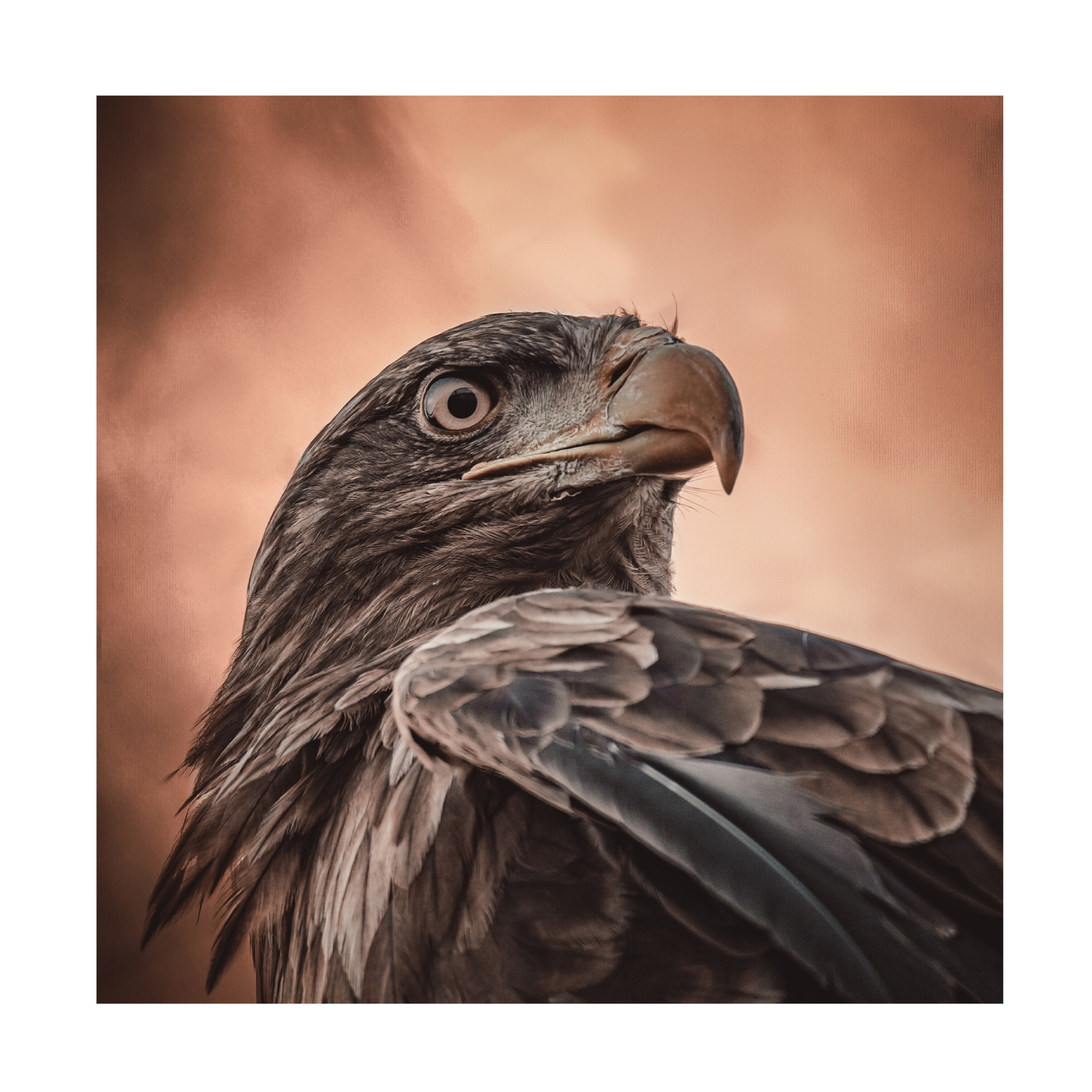 Trademark Fine Art Natascha Worseling And His Eyes Saw Everything. Canvas Wall Art