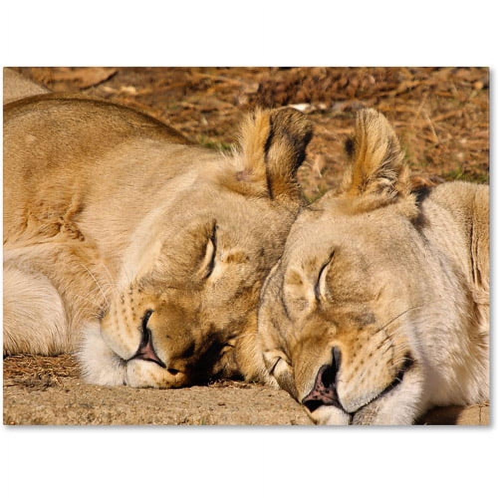 Trademark Fine Art "National Zoo - Lions" Canvas Art by CATeyes