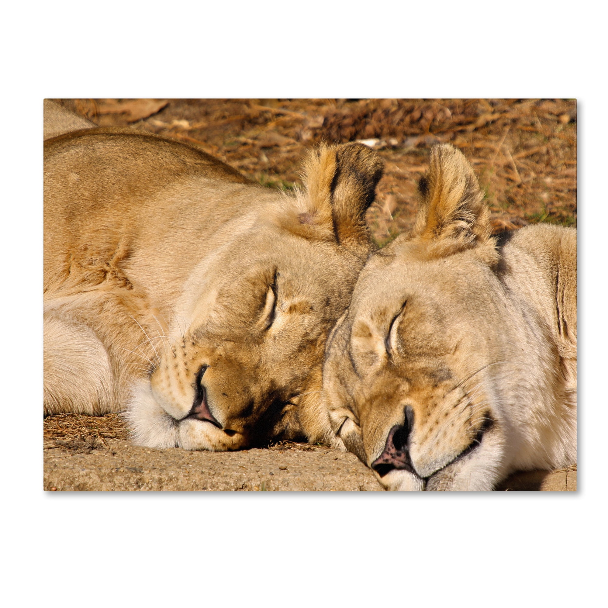 Trademark Fine Art "National Zoo - Lions" Canvas Art by CATeyes