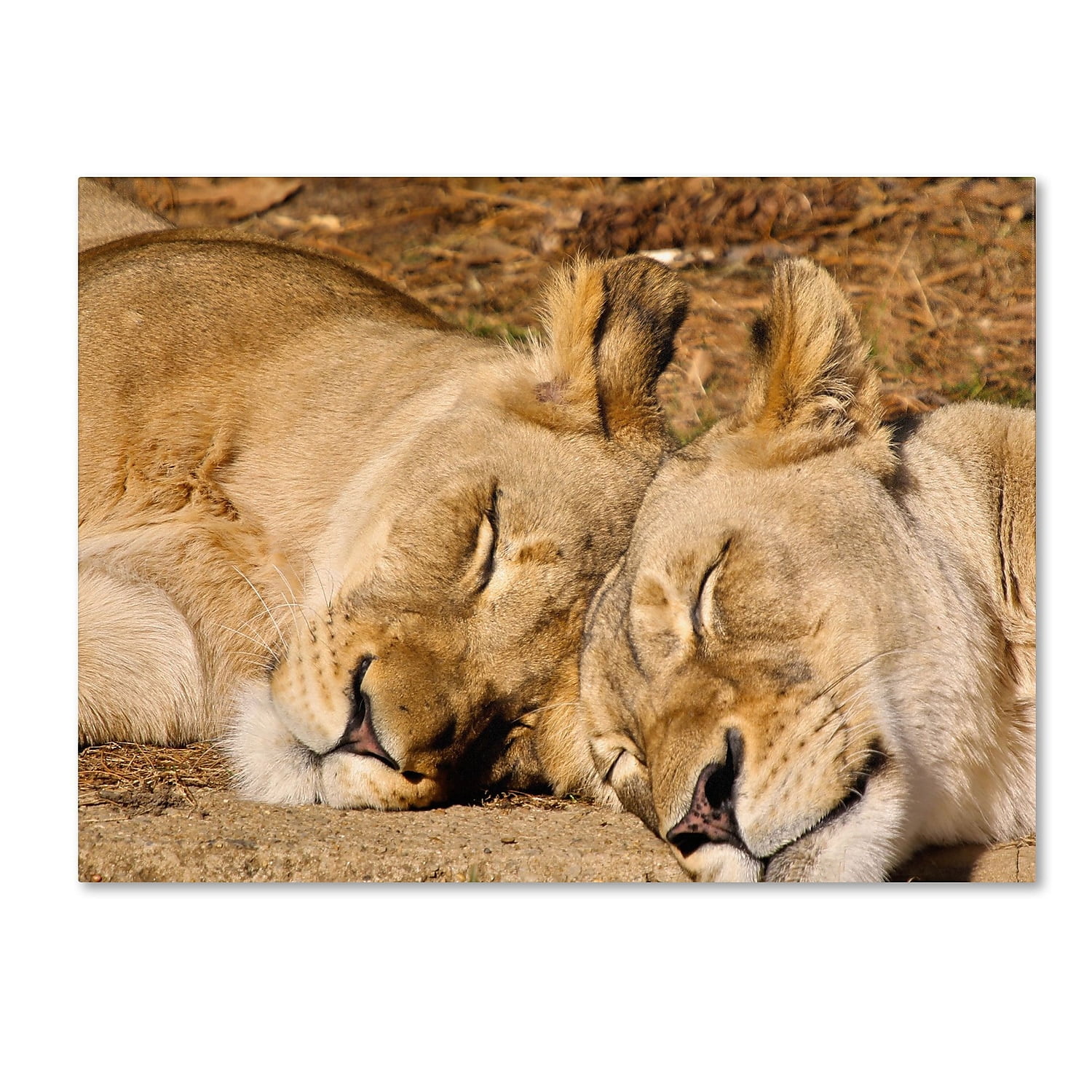 Trademark Fine Art "National Zoo - Lions" Canvas Art by CATeyes
