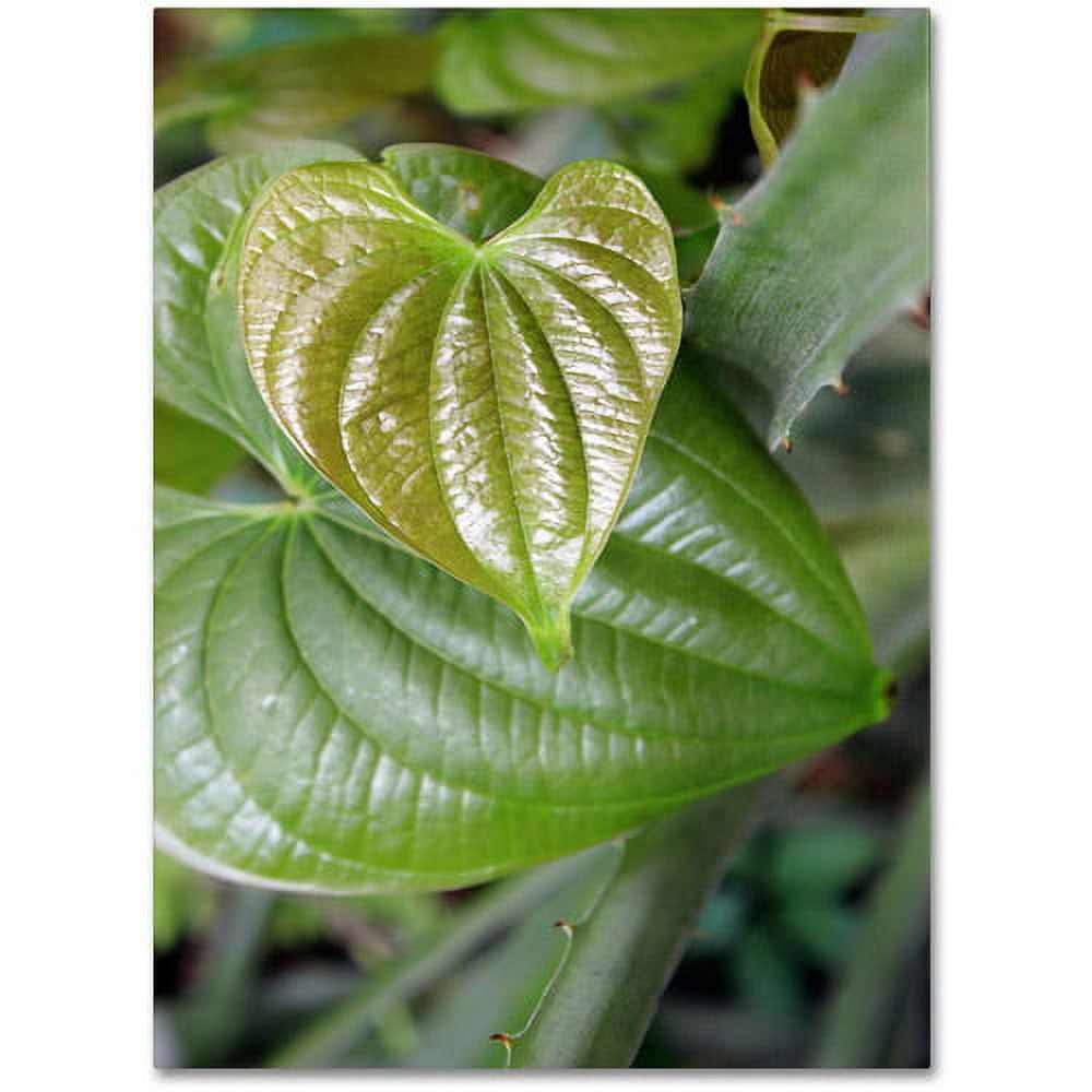 Trademark Fine Art "Natural Hearts" Canvas Wall Art by Patty Tuggle