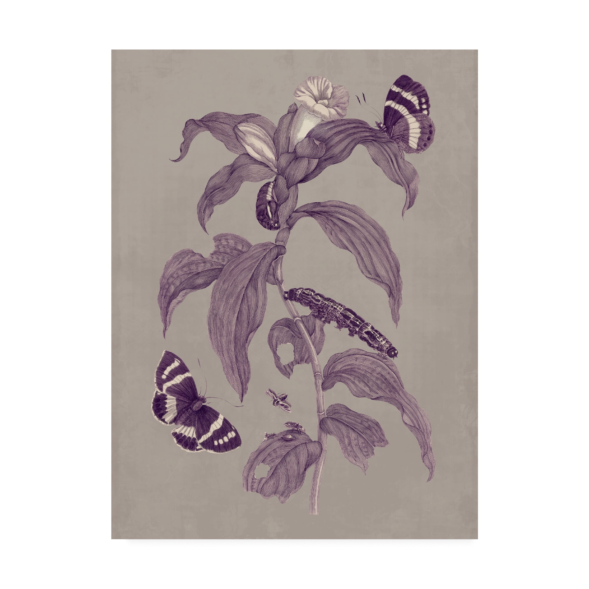 Trademark Fine Art 'Nature Study in Plum & Taupe I' Canvas Art by Maria S. Merian