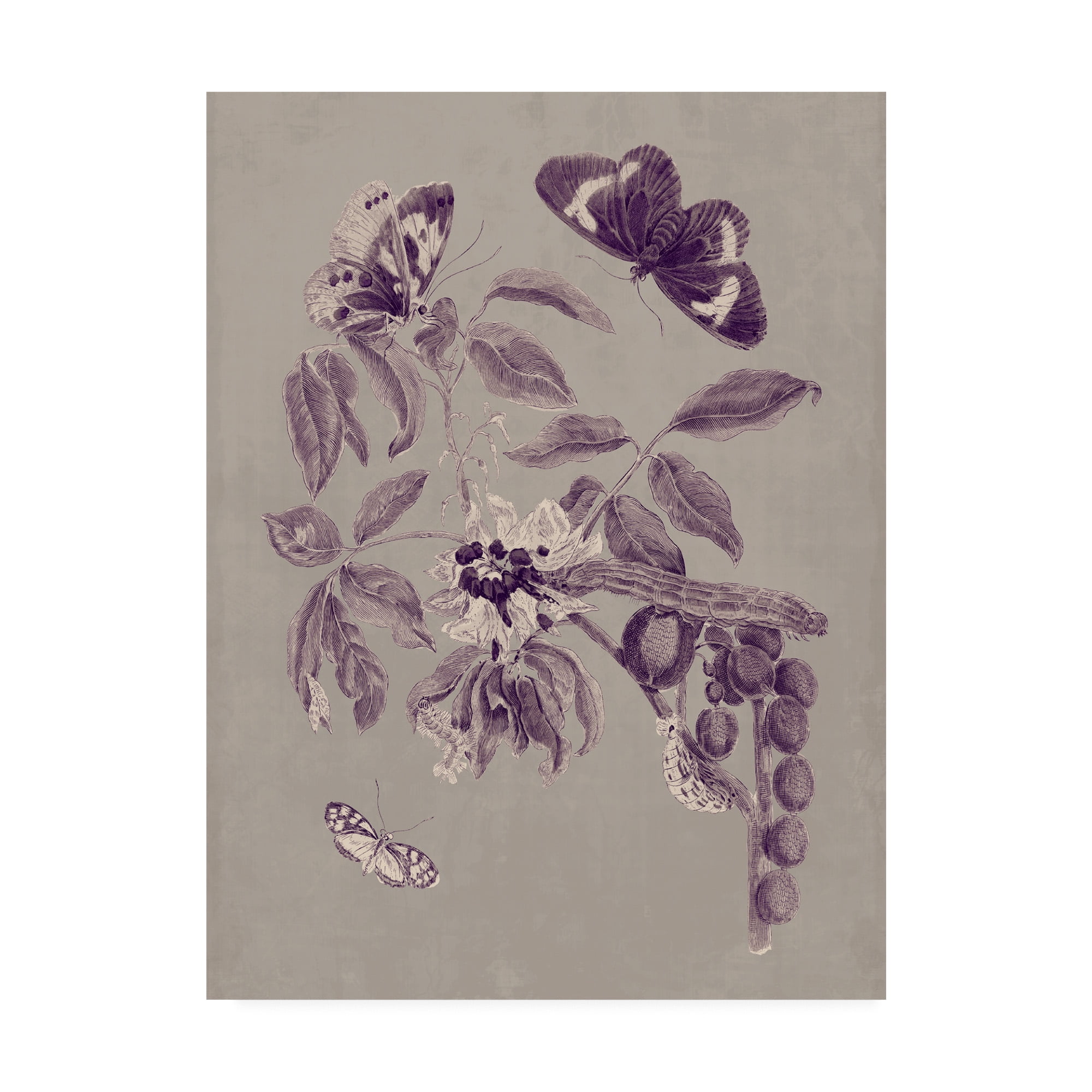 Trademark Fine Art 'Nature Study in Plum & Taupe II' Canvas Art by Maria S. Merian