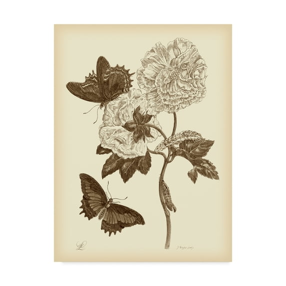 Trademark Fine Art 'Nature Study in Sepia IV' Canvas Art by Maria S. Merian