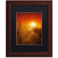 thumbnail image 1 of Trademark Fine Art "Nature Time Machine" Canvas Art by Philippe Sainte-Laudy Black Matte, Wood Frame, 1 of 4