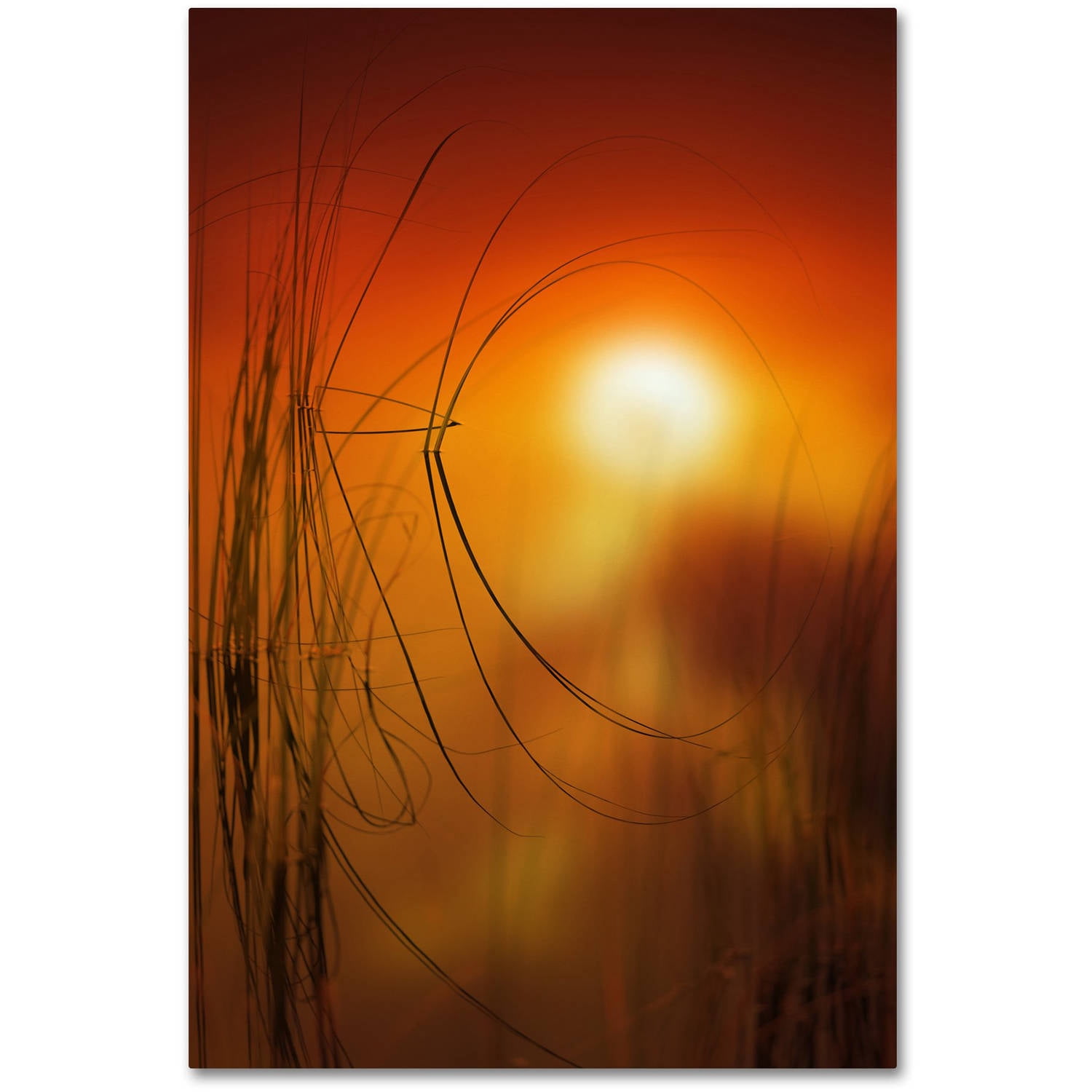 Trademark Fine Art "Nature Time Machine" Canvas Art by Philippe Sainte-Laudy