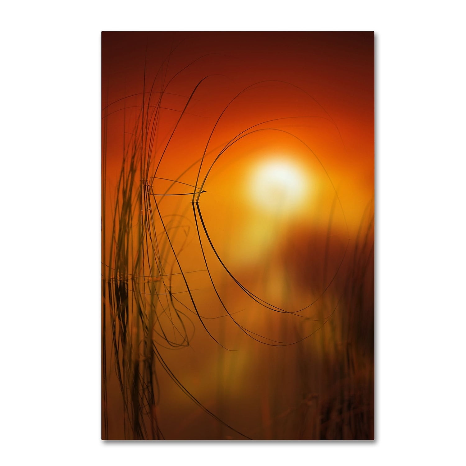 Trademark Fine Art "Nature Time Machine" Canvas Art by Philippe Sainte-Laudy